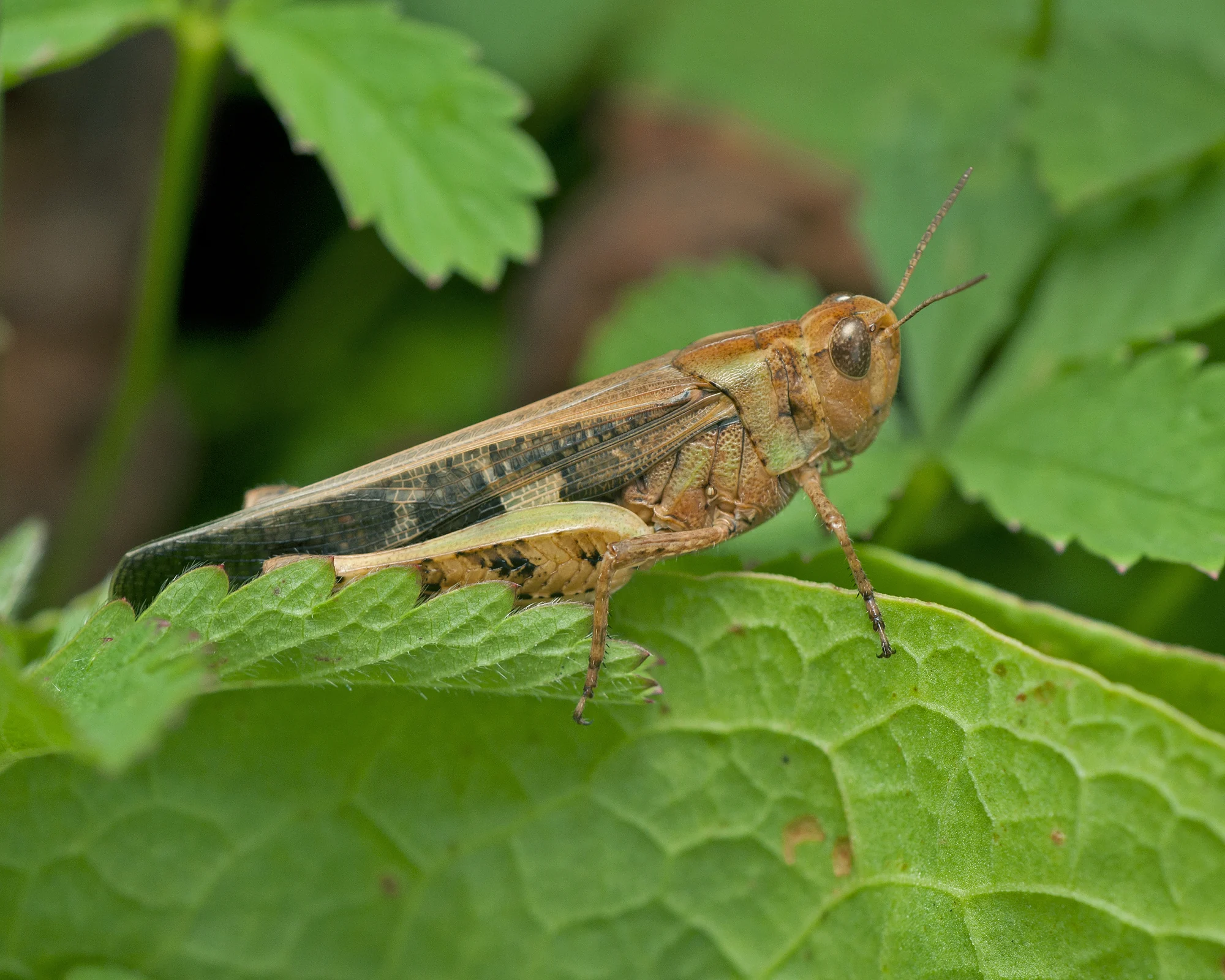 Aiolopus thalassinus