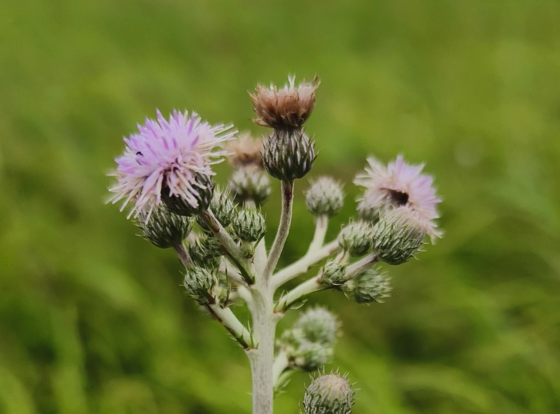 Cirsium brachycephalum