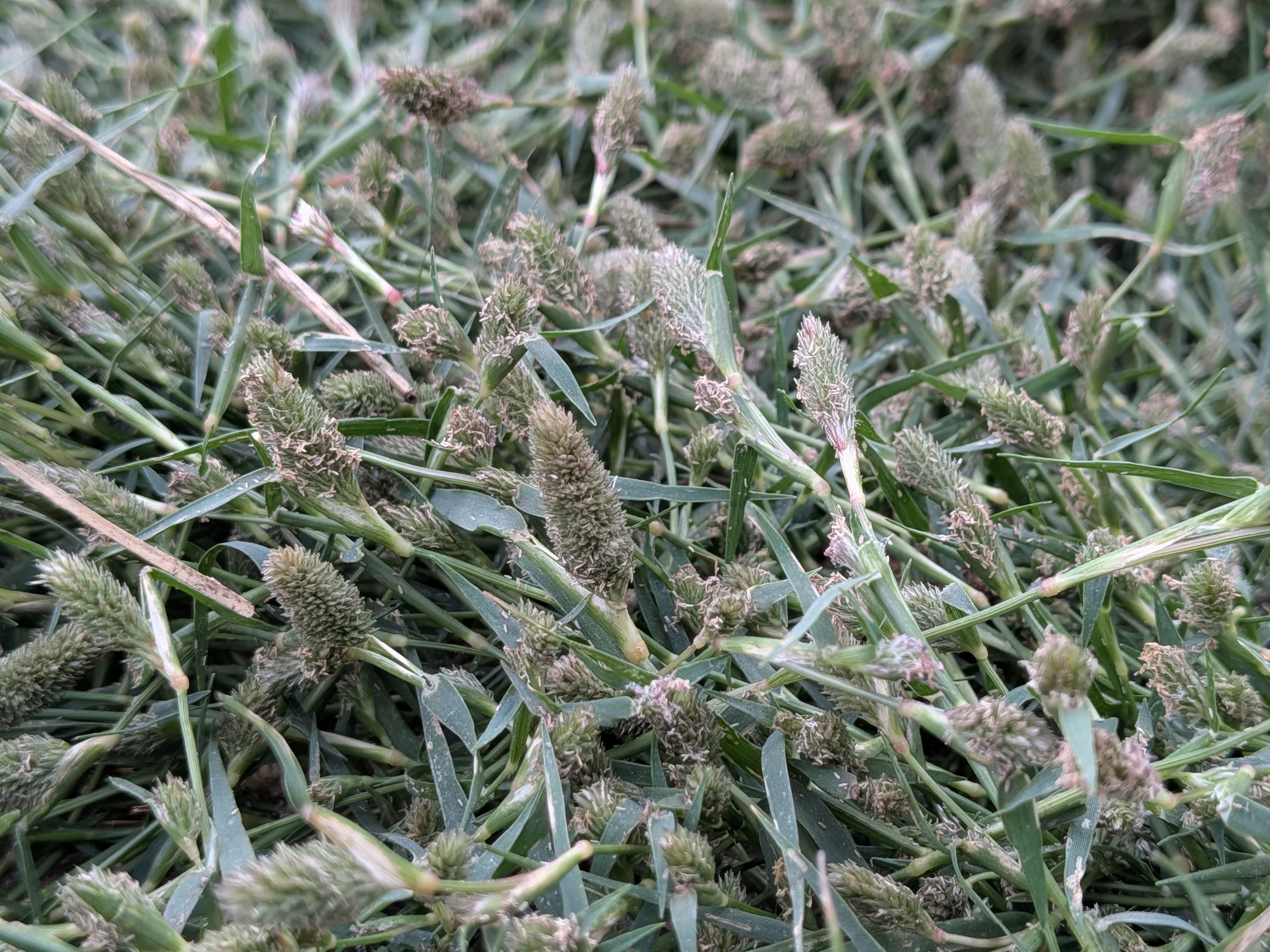 Crypsis schoenoides