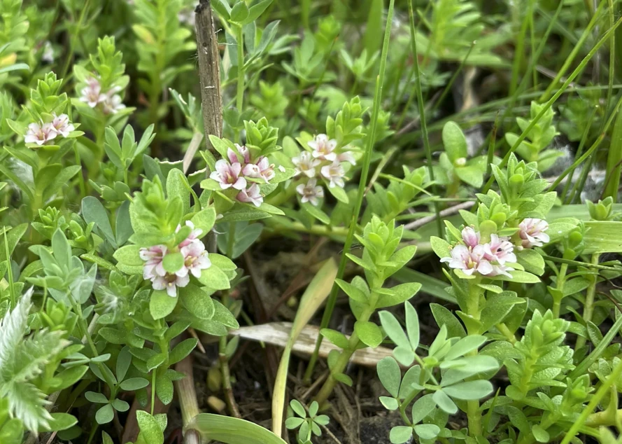 Lysimachia maritima