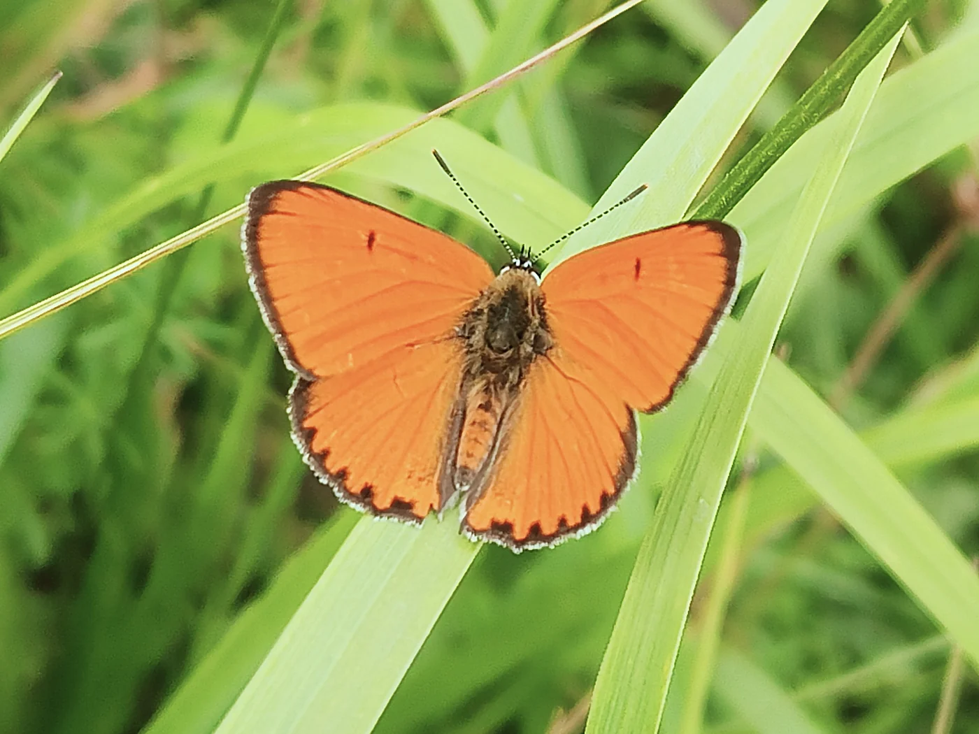 Lycaena dispar