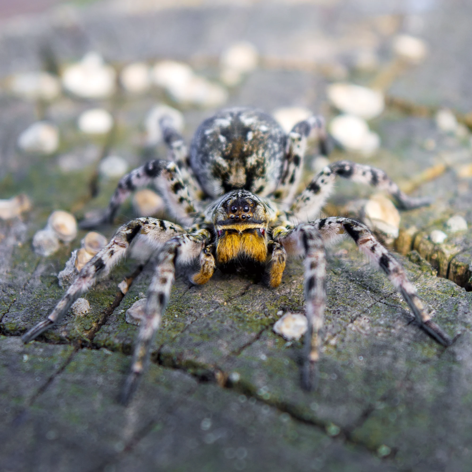 Lycosa singoriensis