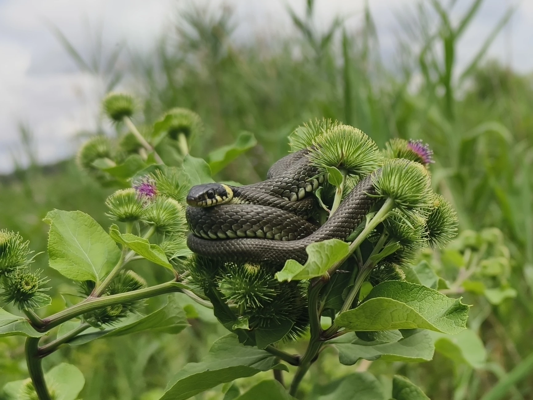 Natrix natrix