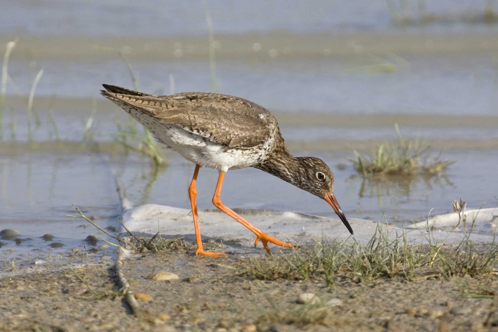 Tringa totanus