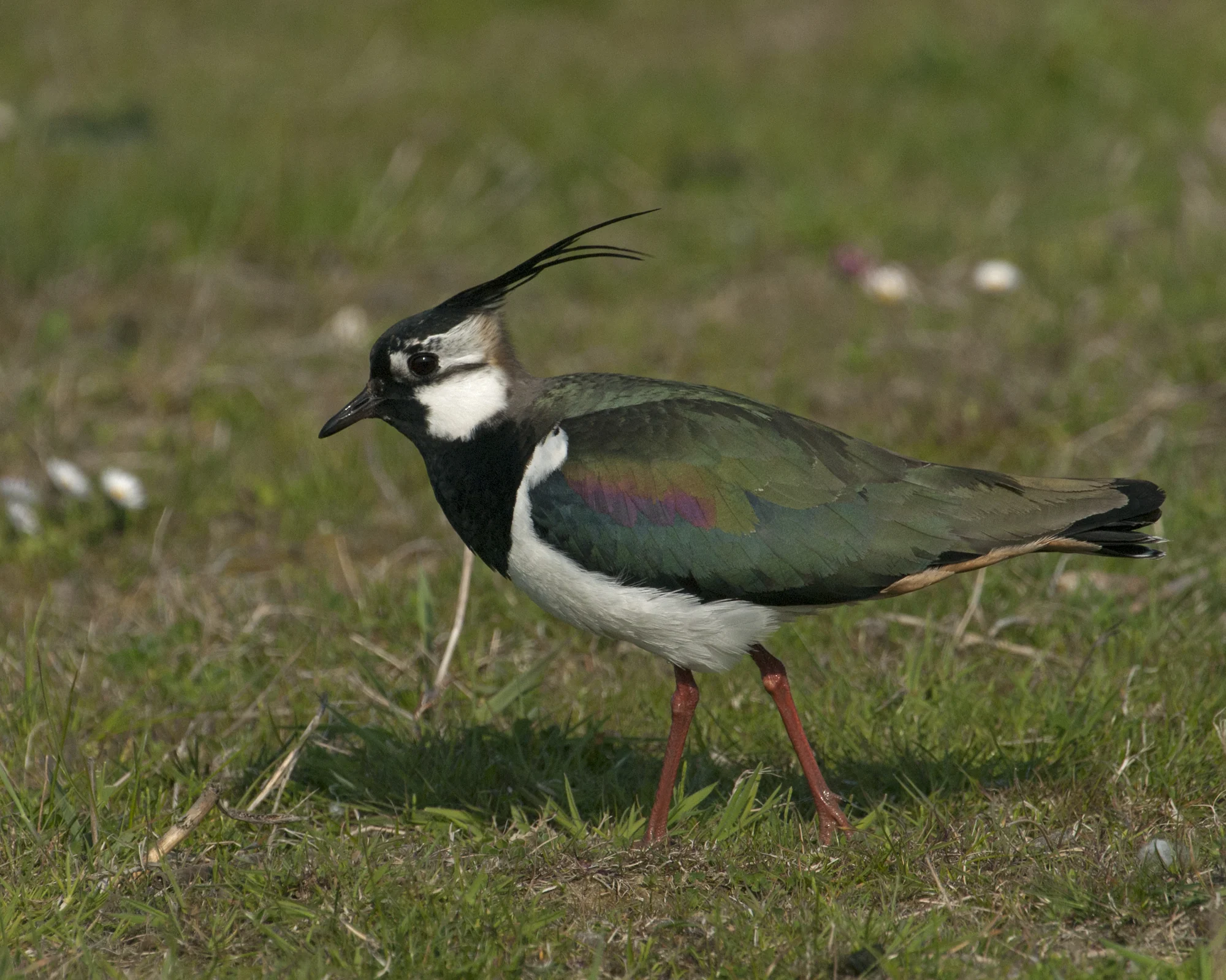 Vanellus vanellus