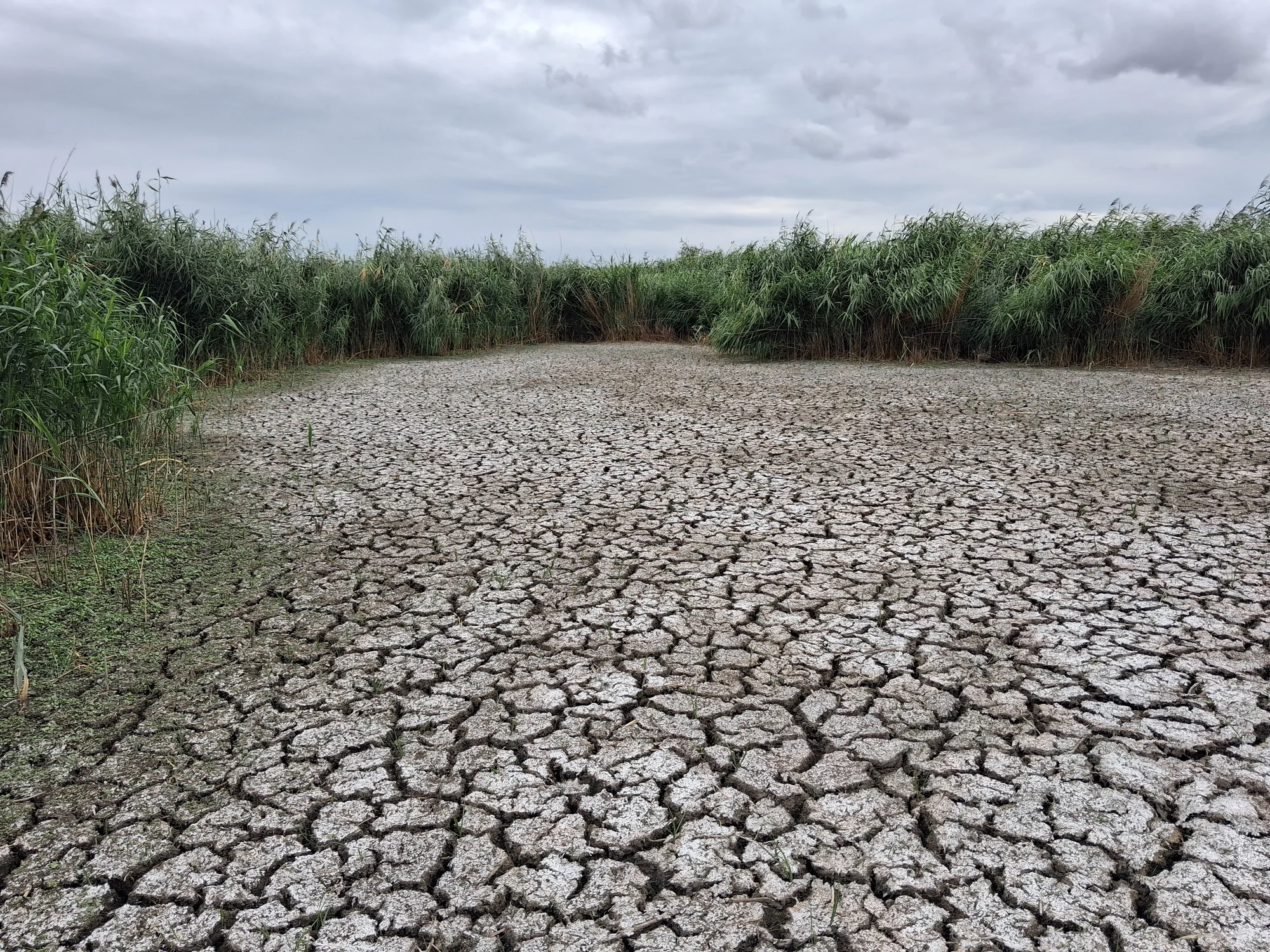 Dry pool bottom at Trkmanec-Rybníčky.