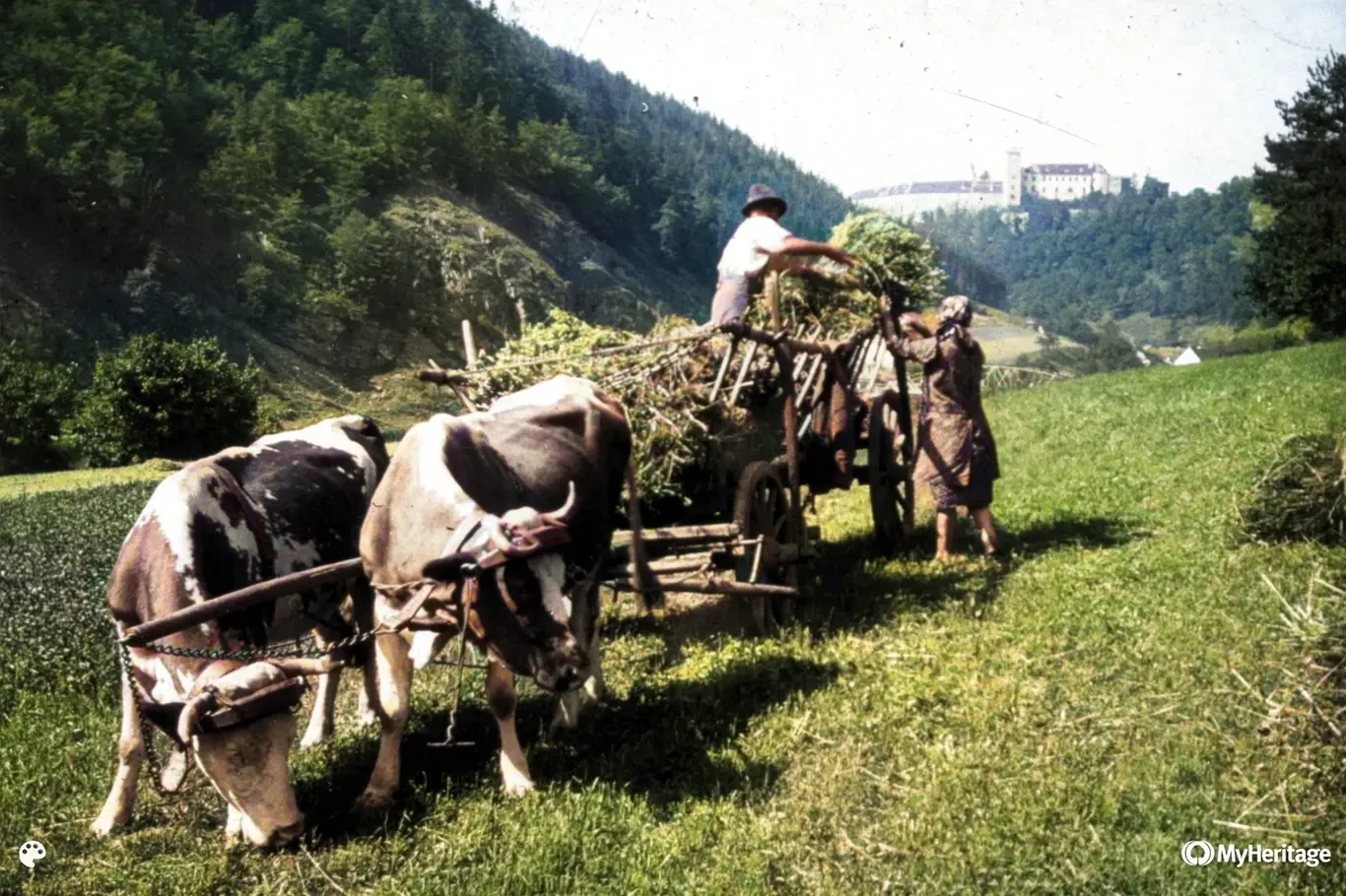 Mowing and hauling hay in the Dyje valley, historical photo