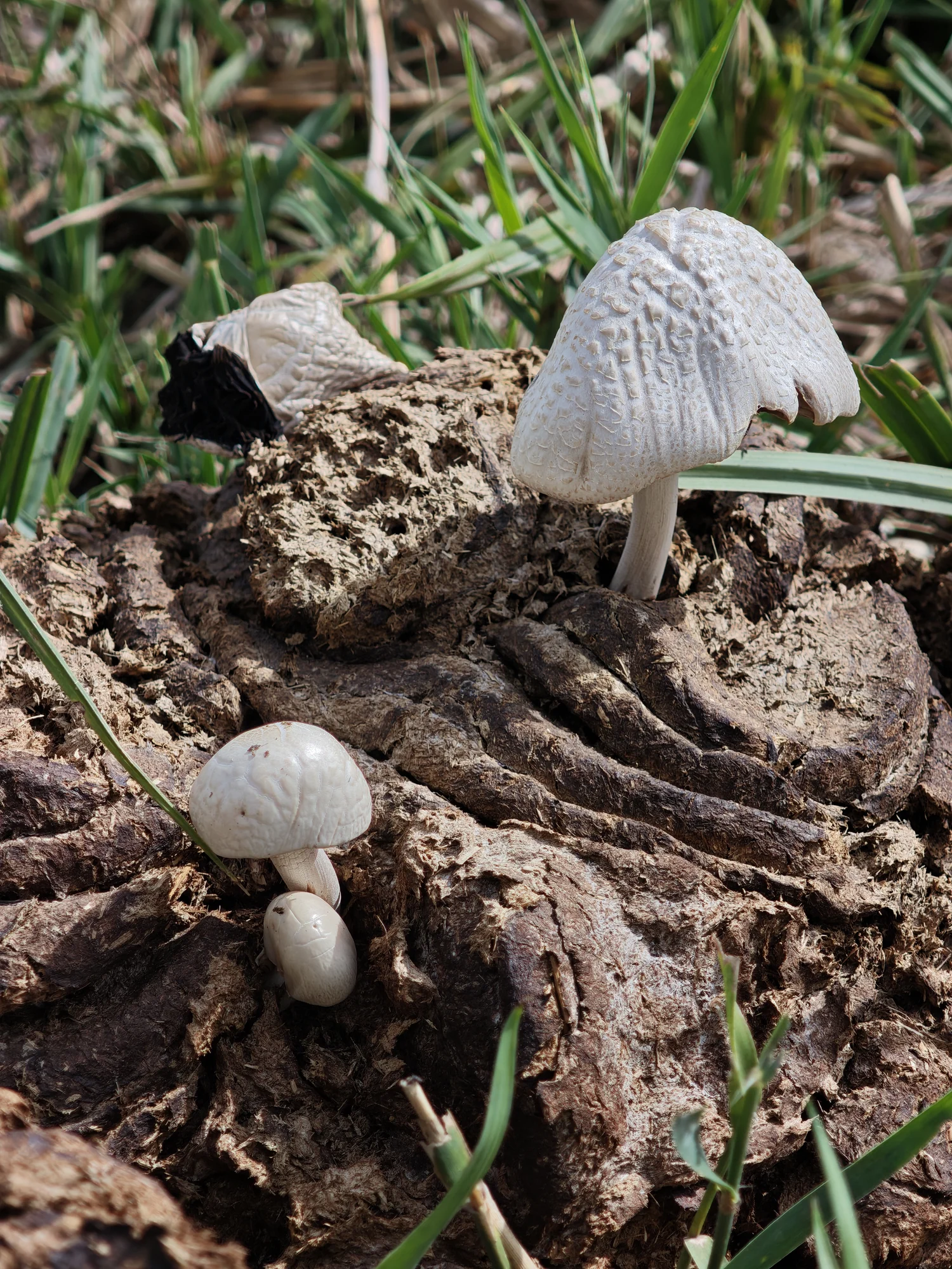 Dung