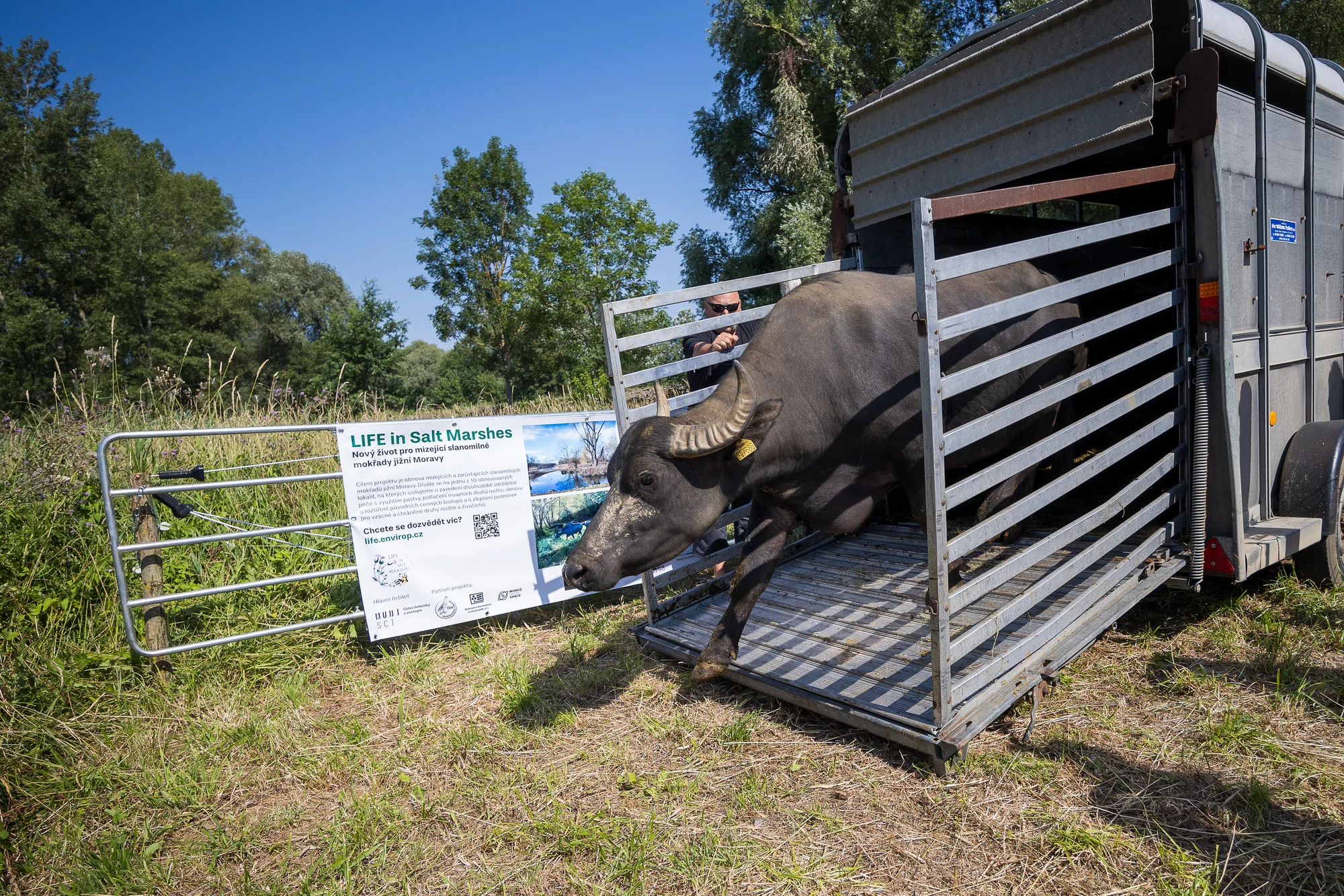 Water buffalo