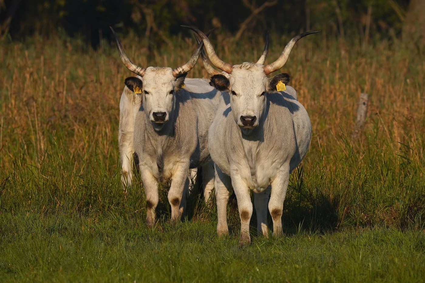 Cattle