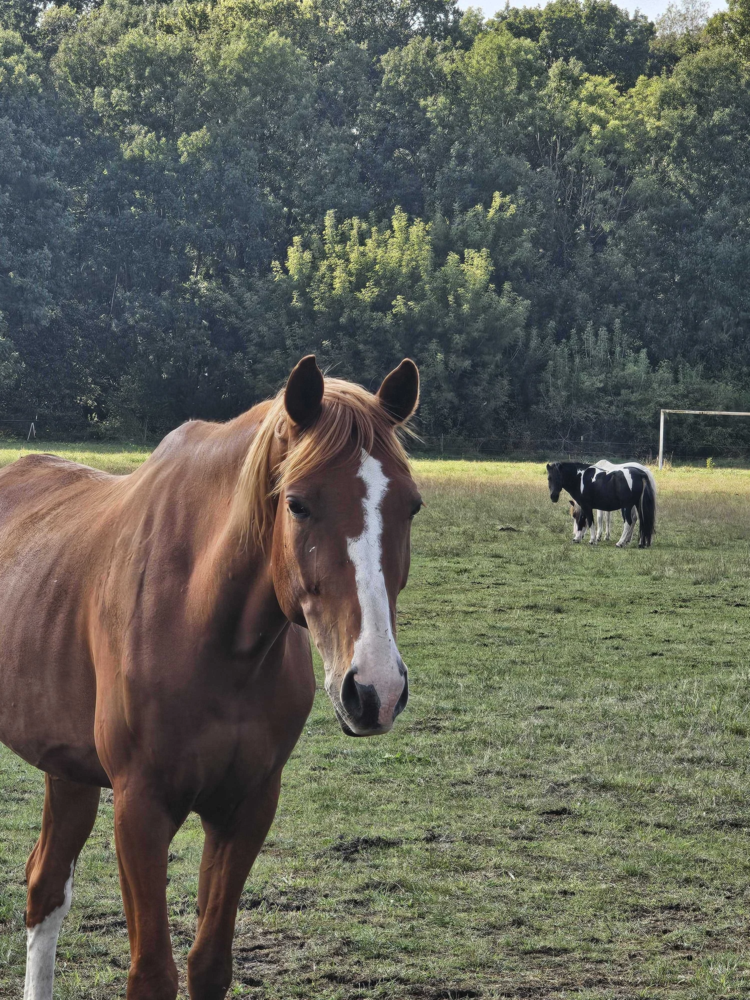 Horses and ponies