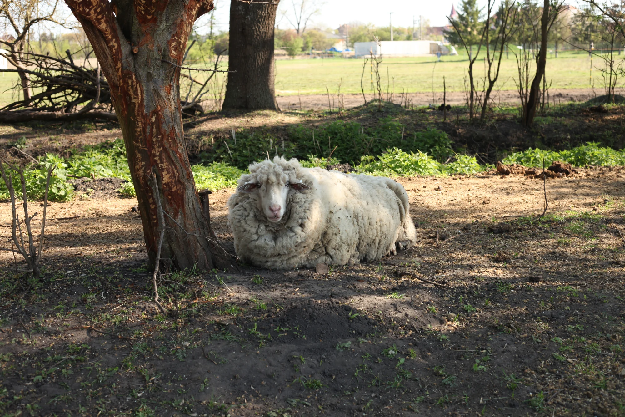 Sheep