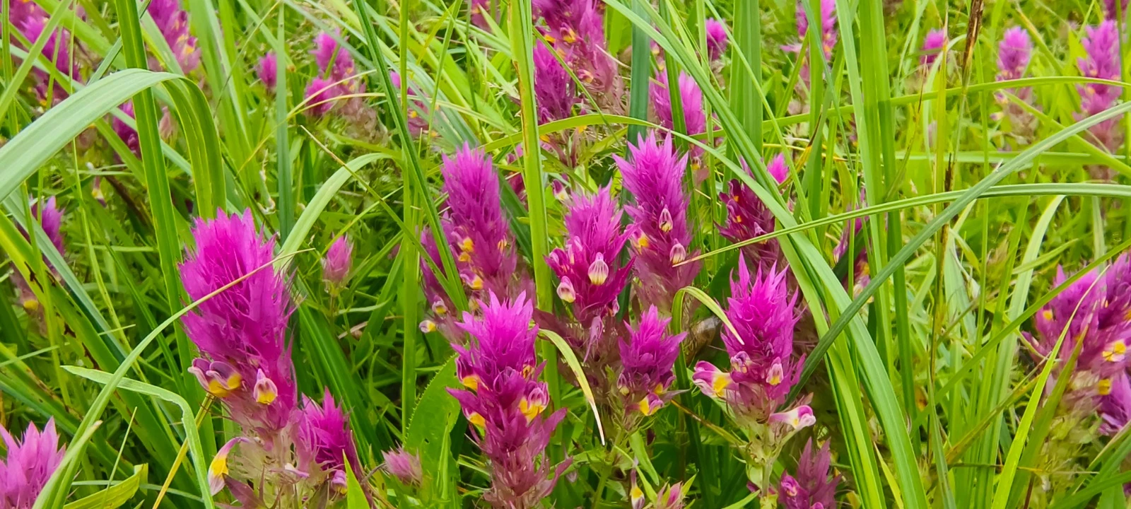 Sowing hemiparasites