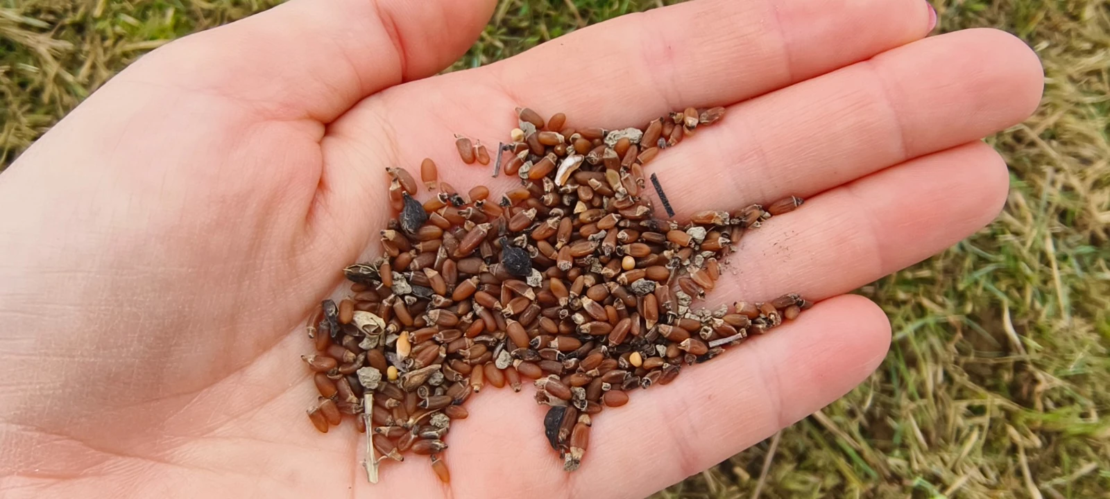 Sowing hemiparasites