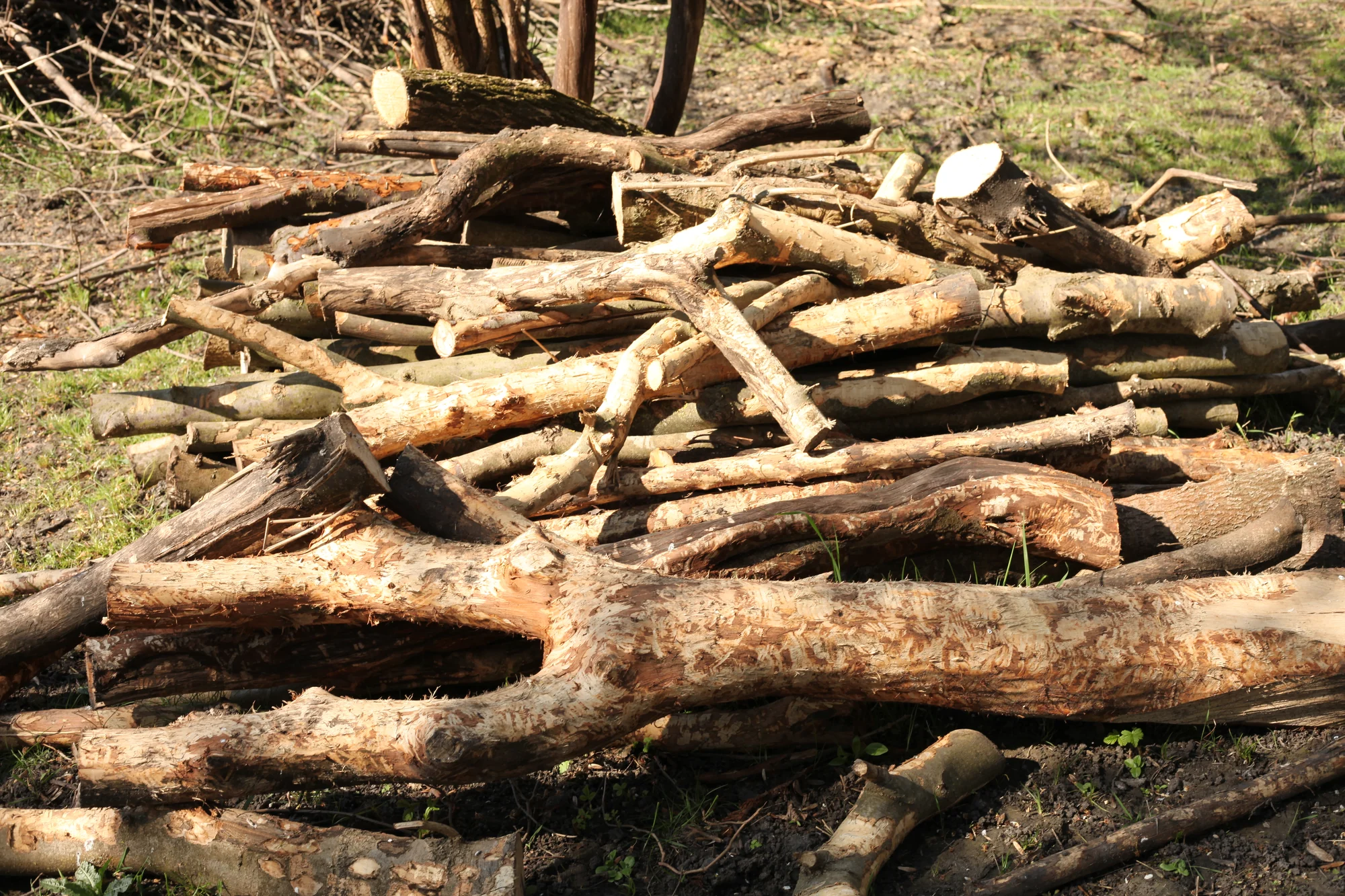 Old and dead wood