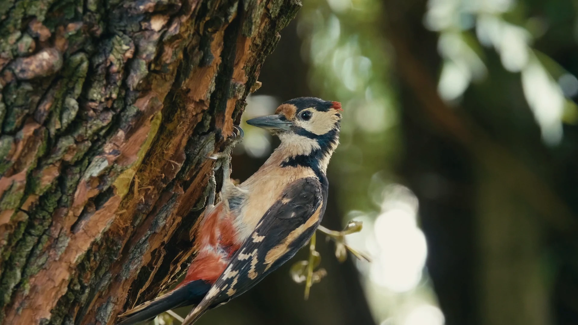 A great spotted woodpecker on an old pollarded willow at Slanisko Novosedly