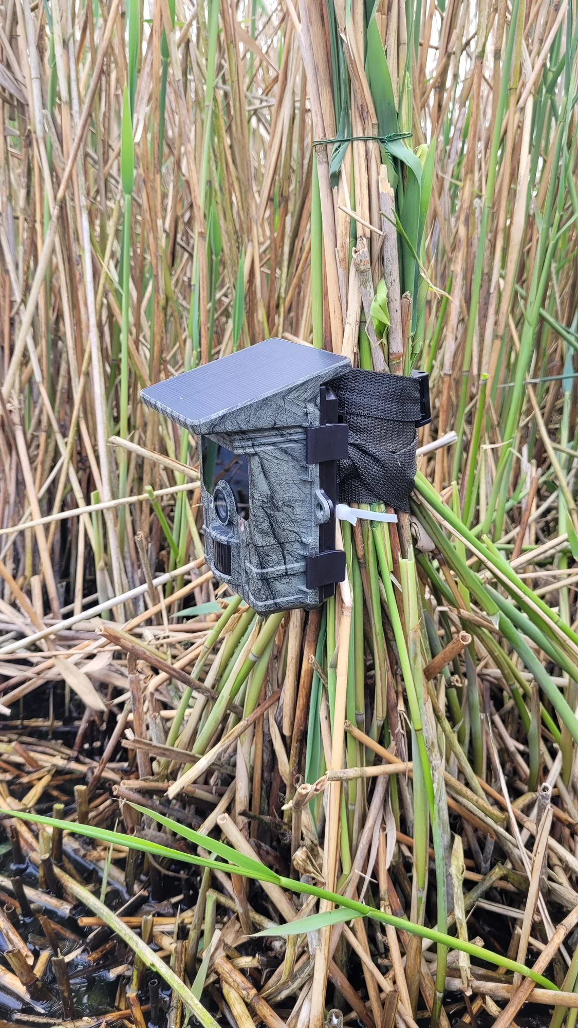 A camera trap hidden in the reeds