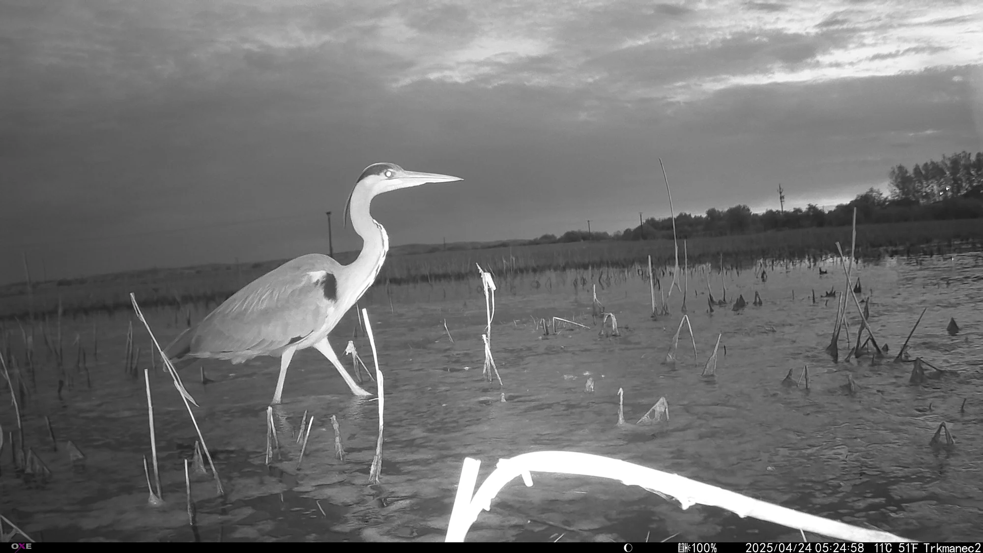Grey heron, Trkmanec-Rybníčky