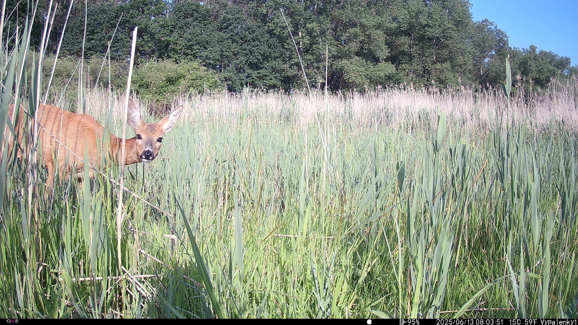 Roe deer, Vypálenky