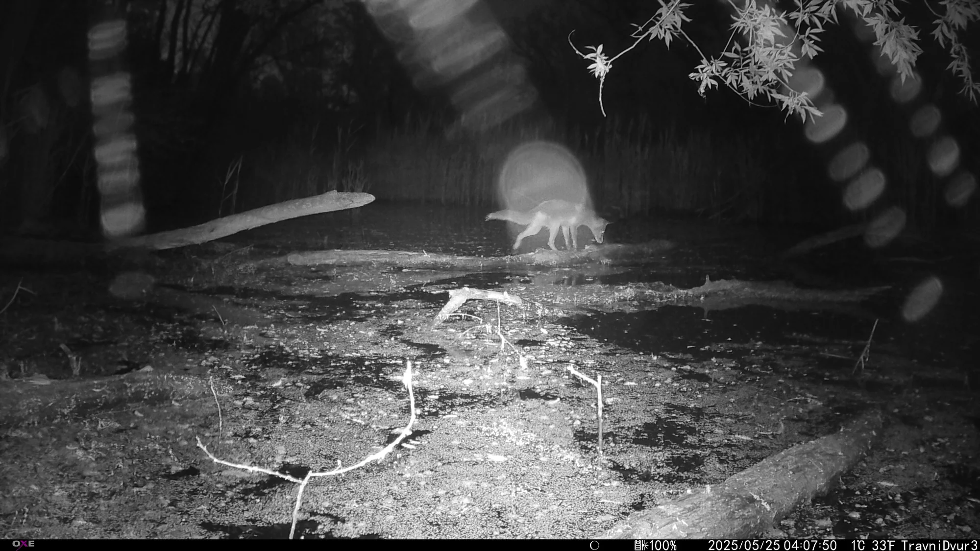 Red fox at night, Trávní dvůr