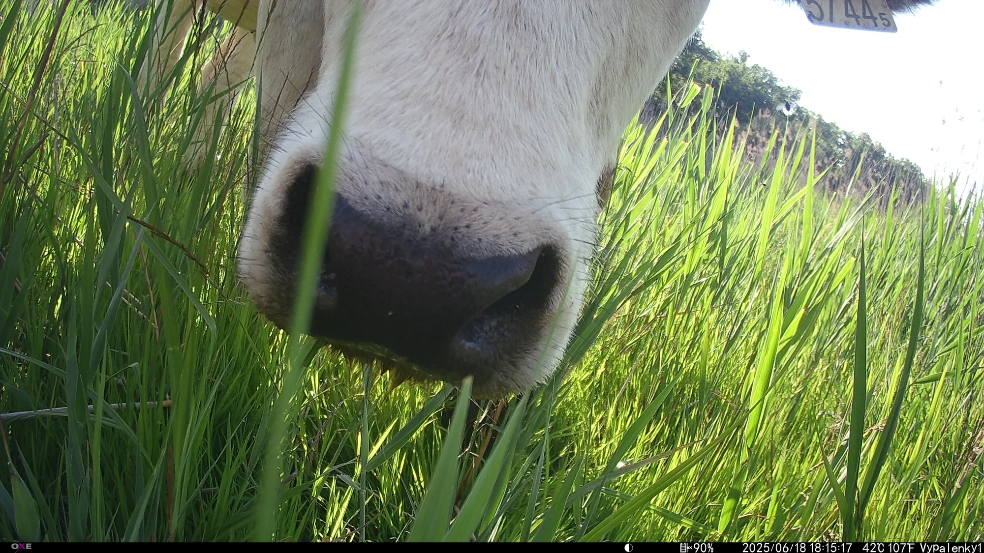 A curious cow, Vypálenky