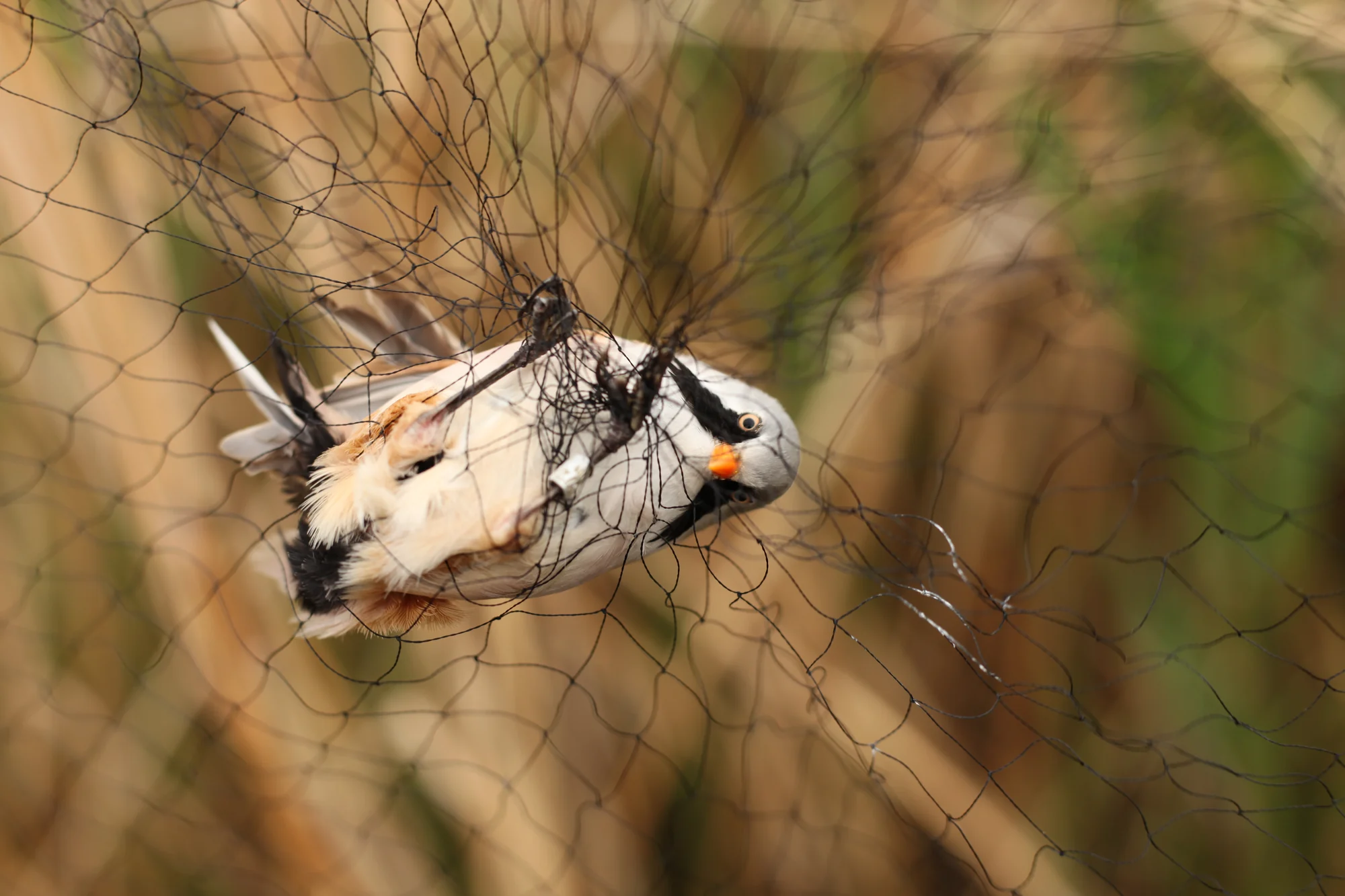 A male bearded reedling. The ring on its leg shows it had been caught before.
