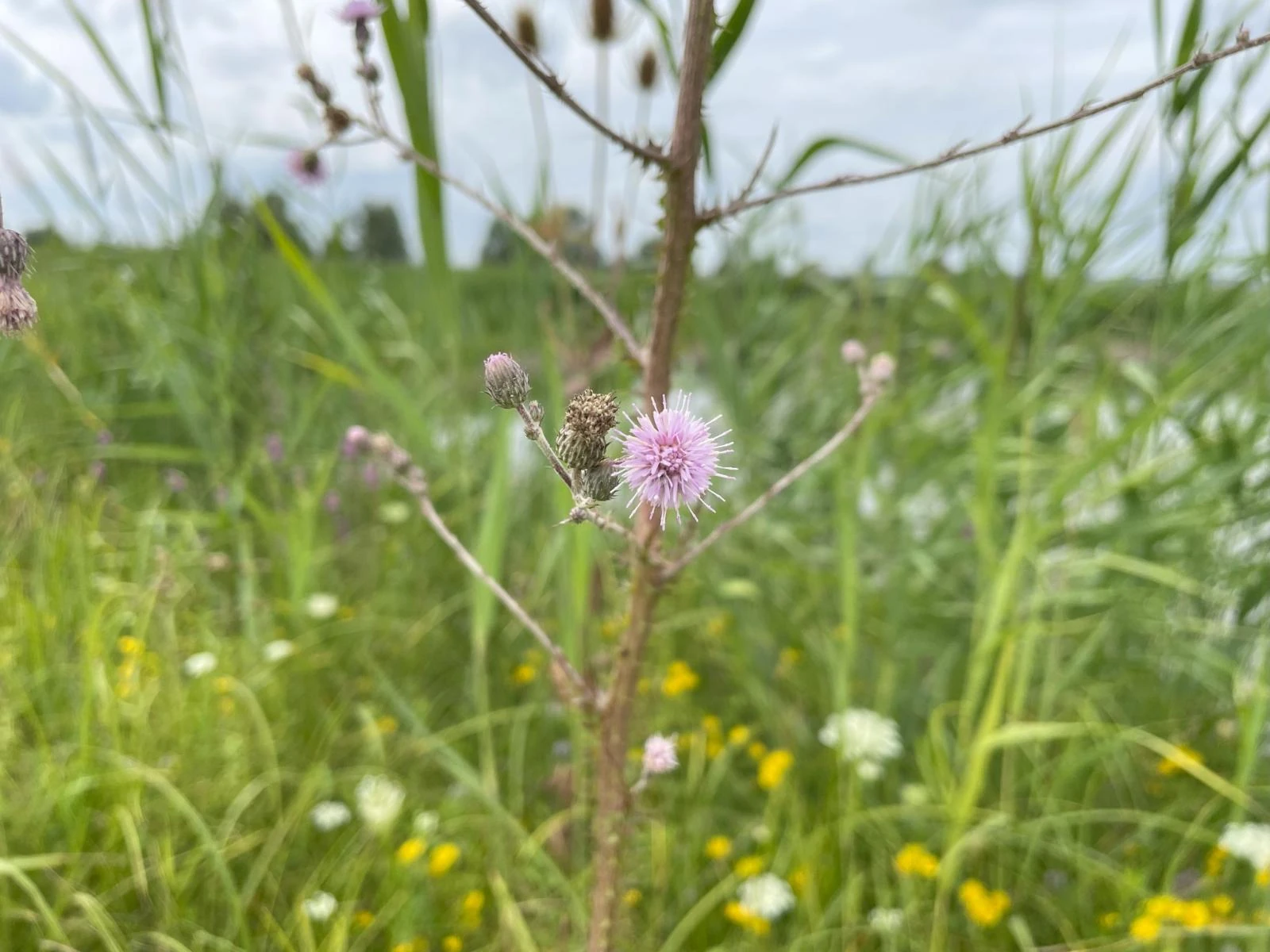 Cirsium brachycephalum