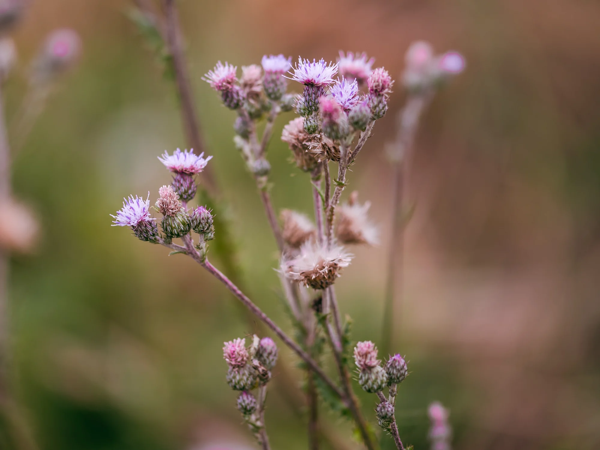 Cirsium brachycephalum