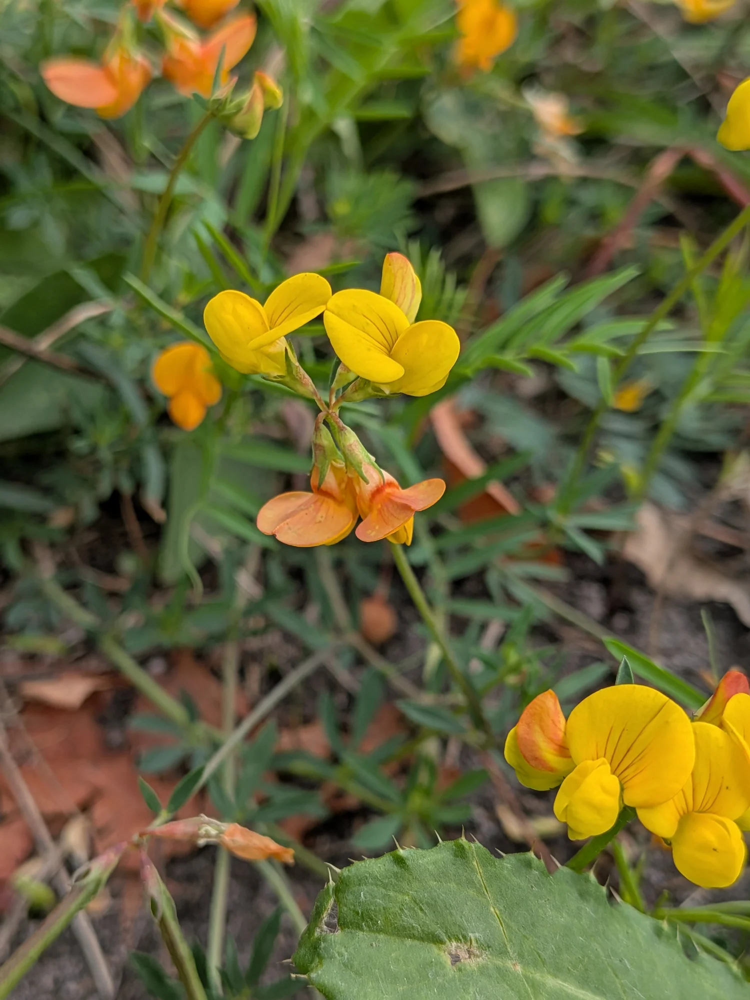 Narrow-leaved bird's-foot trefoil