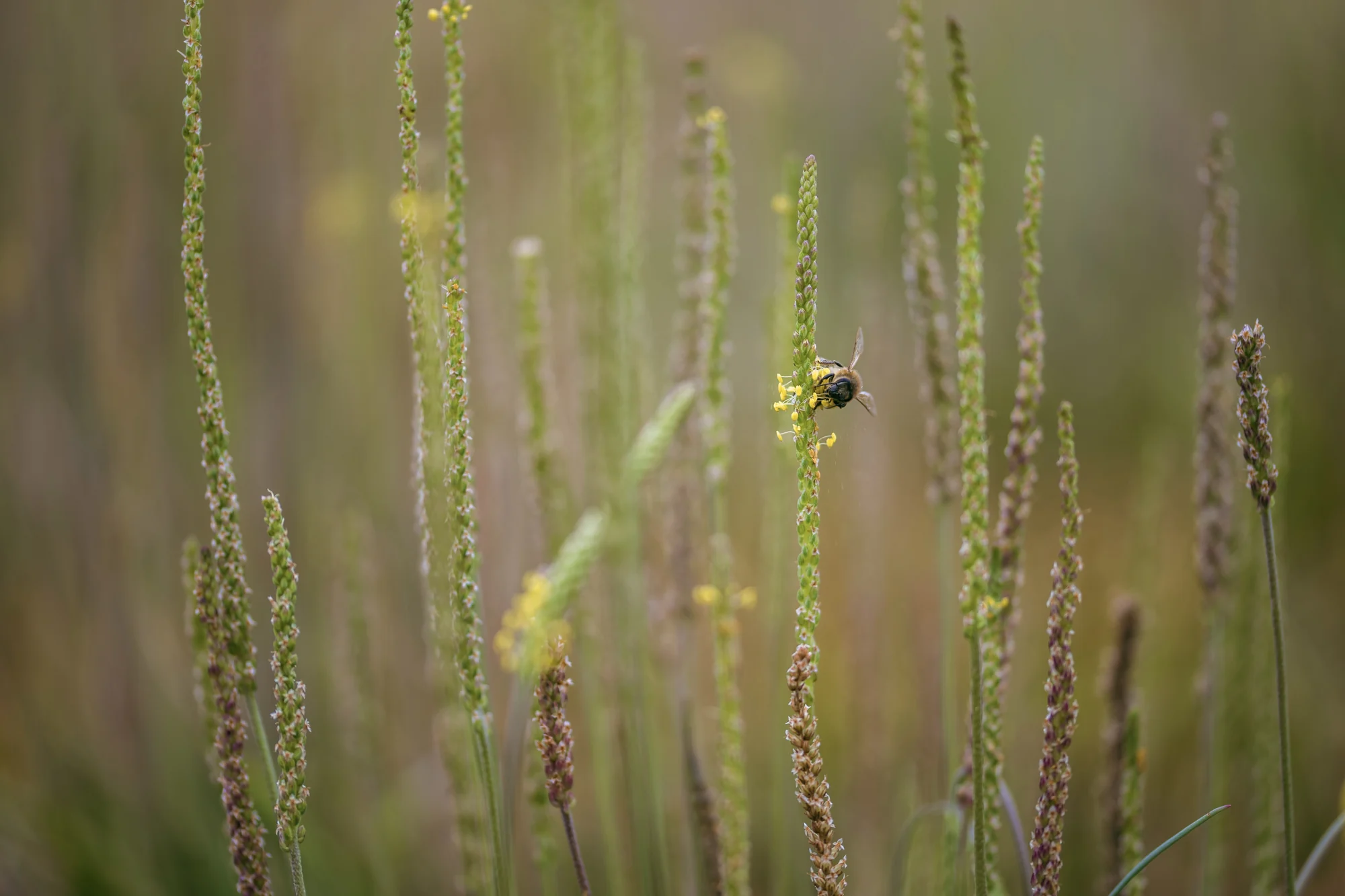 Sea plantain