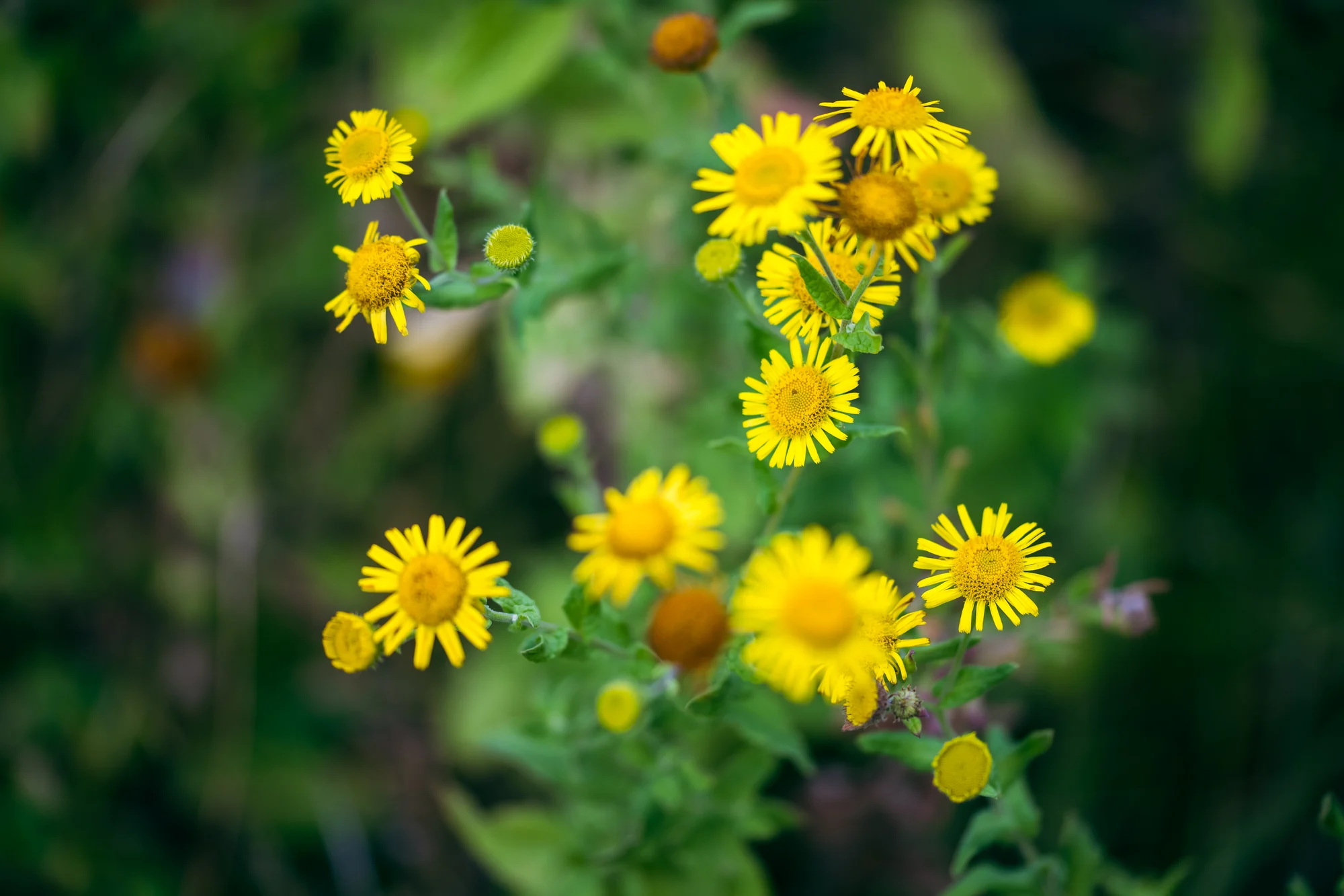 Common fleabane