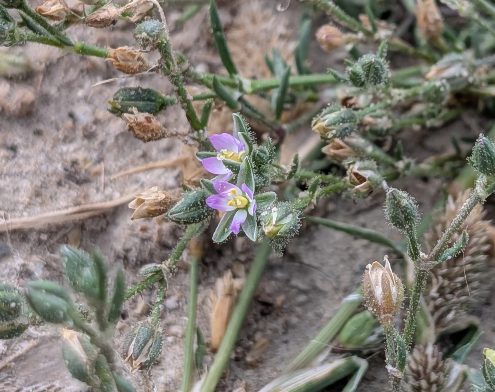 Lesser sea-spurrey