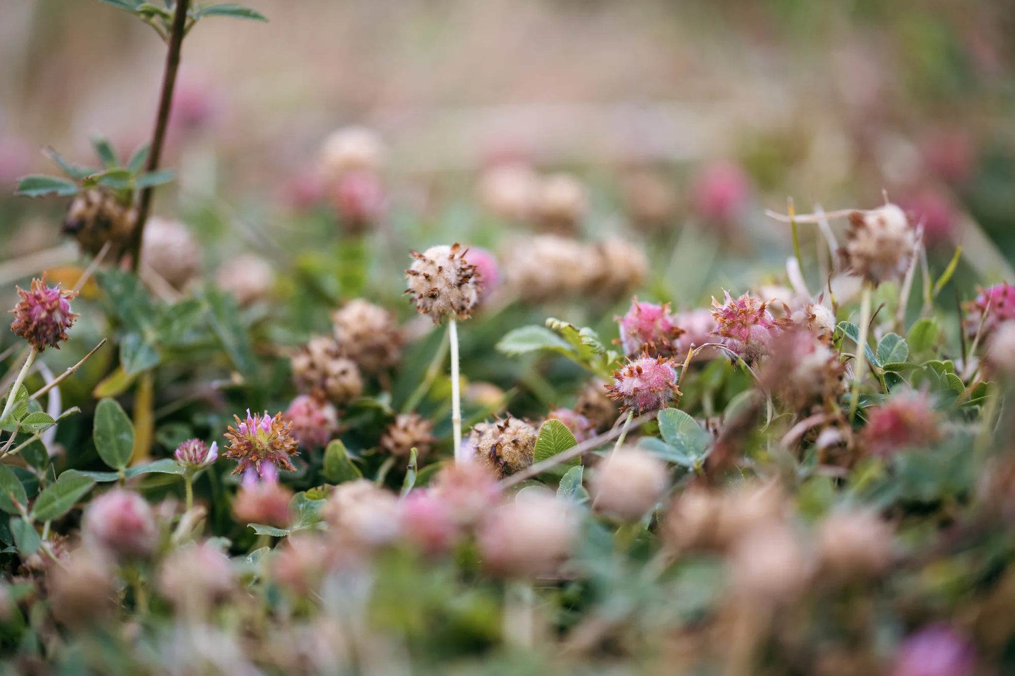 Strawberry clover