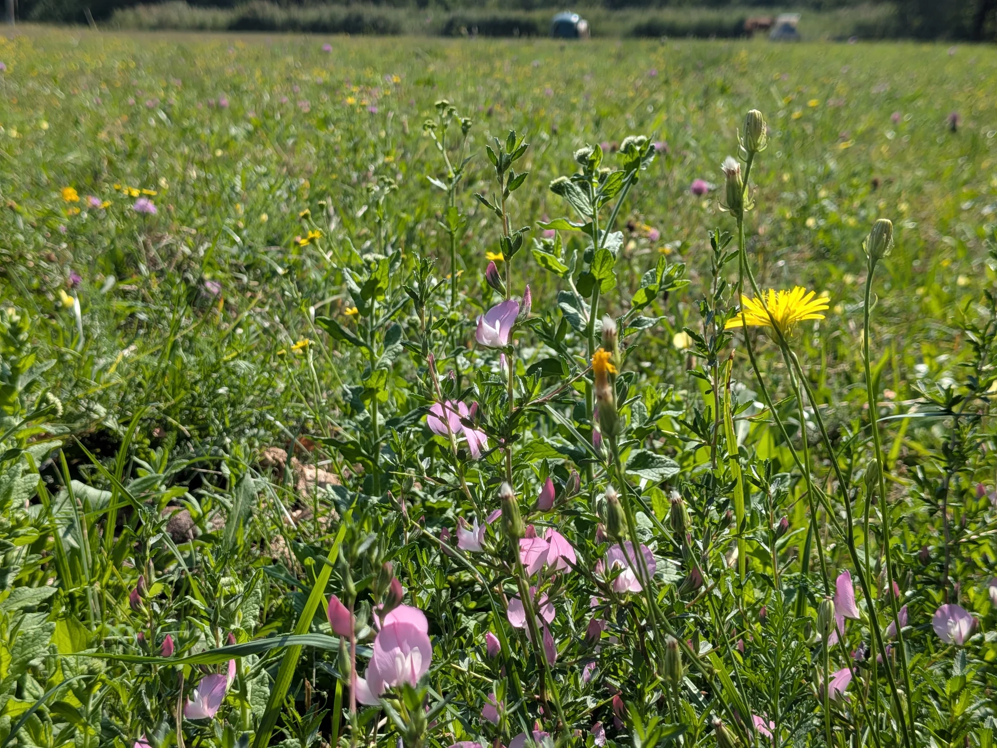 The salt meadow in flower