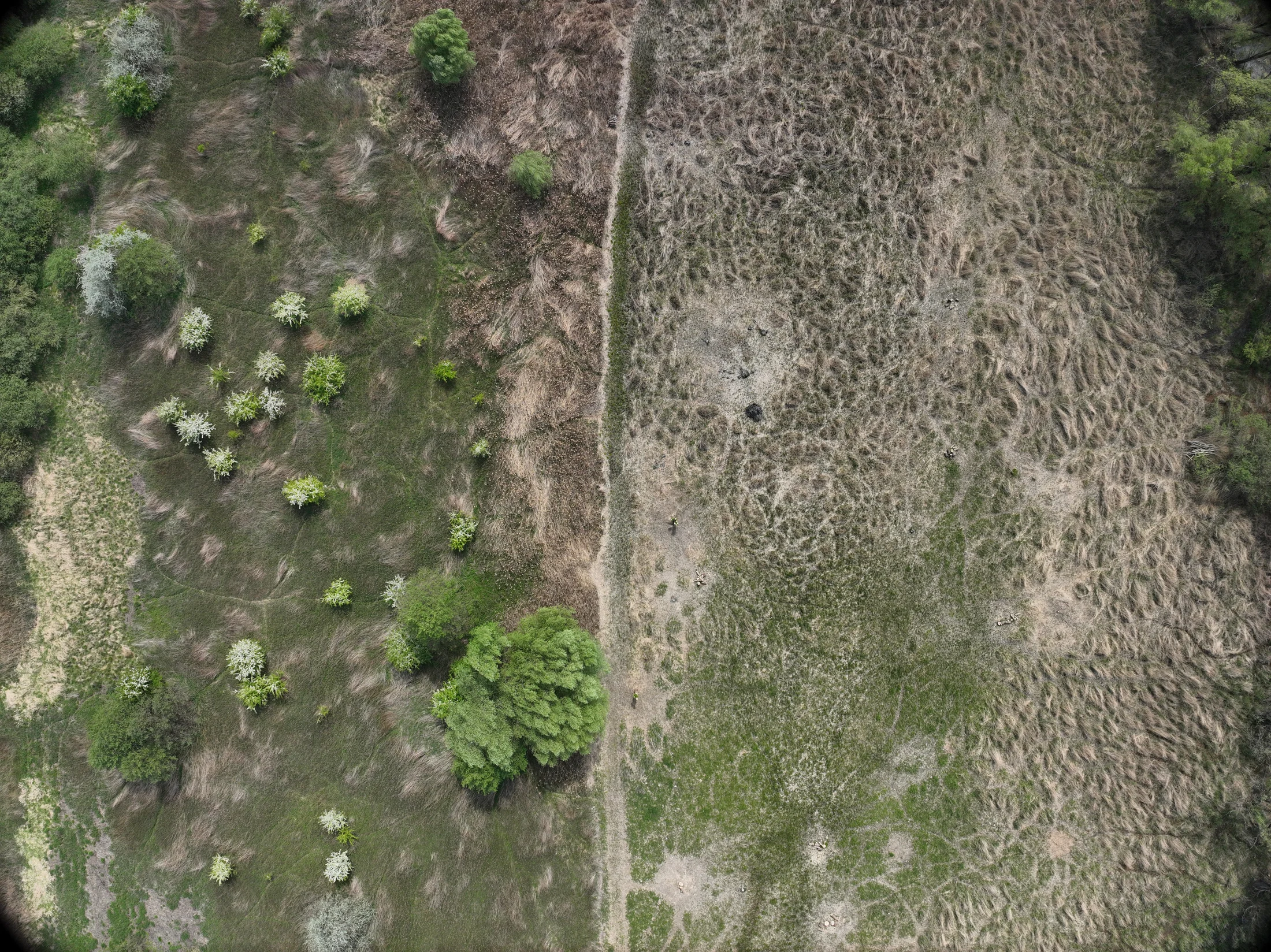 Kosteliska from a drone, 2026: the same meadow without grazing (left) and grazed (right). Where the animals graze, reed, invasive plants and shrubs are thinning out.